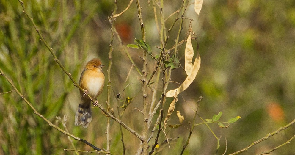 Red-faced Cisticola (Red-faced) - ML205732261