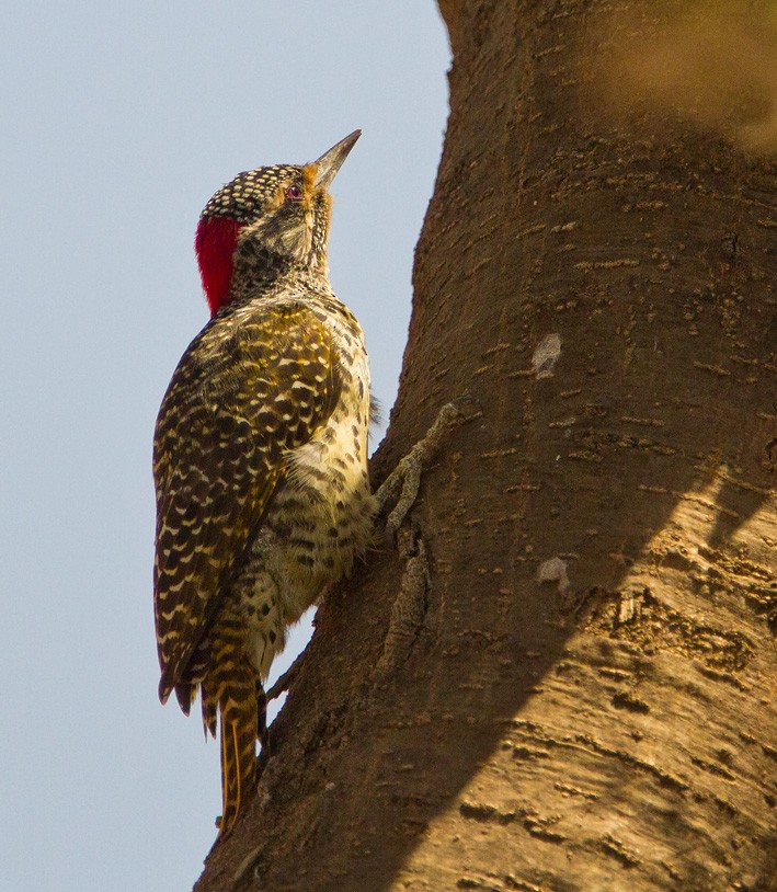 Nubian Woodpecker - ML205732291