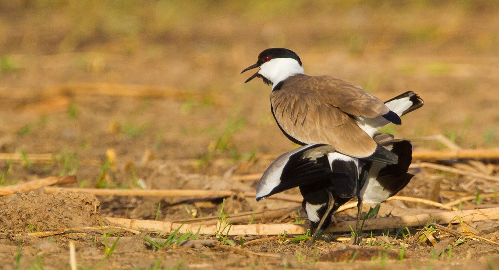 Spur-winged Lapwing - ML205732431