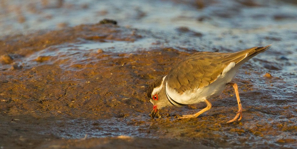 Three-banded Plover (African) - ML205732451