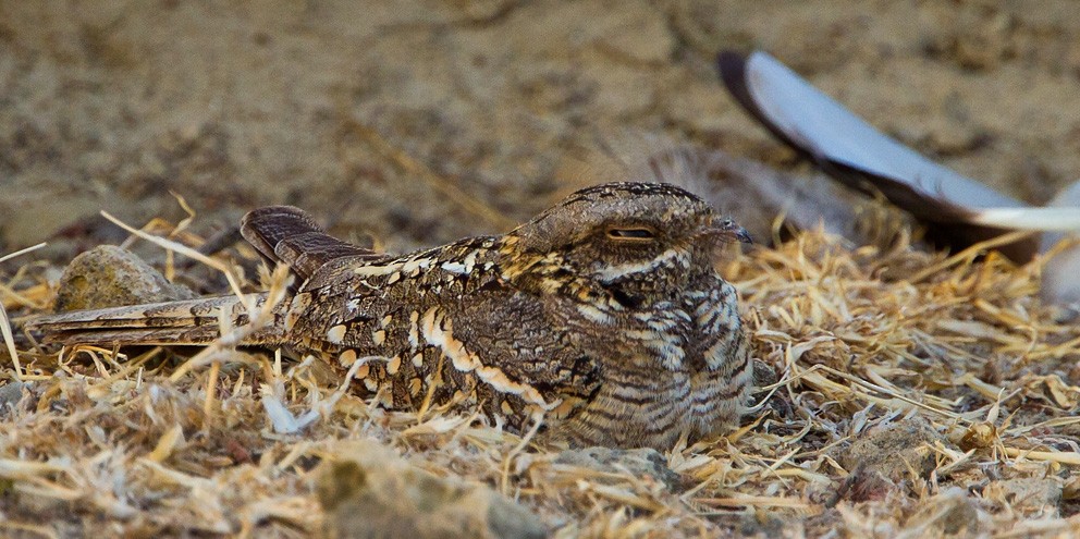 Slender-tailed Nightjar - Morten Venas