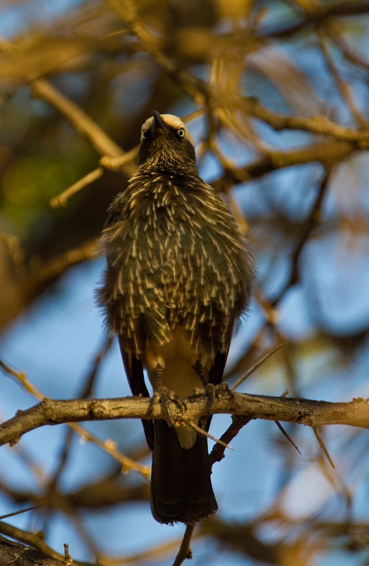 White-crowned Starling - ML205732591