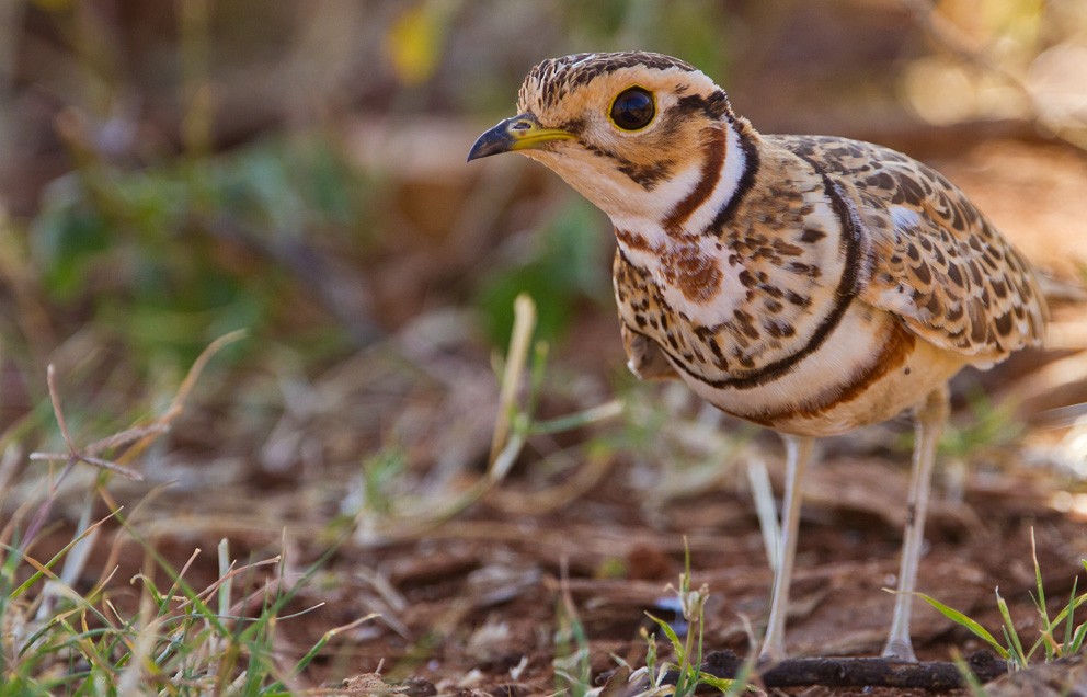 Three-banded Courser - ML205732621