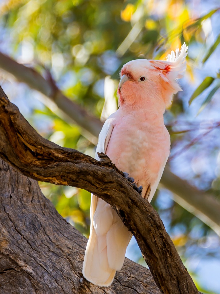 Pink Cockatoo - David and Kathy Cook