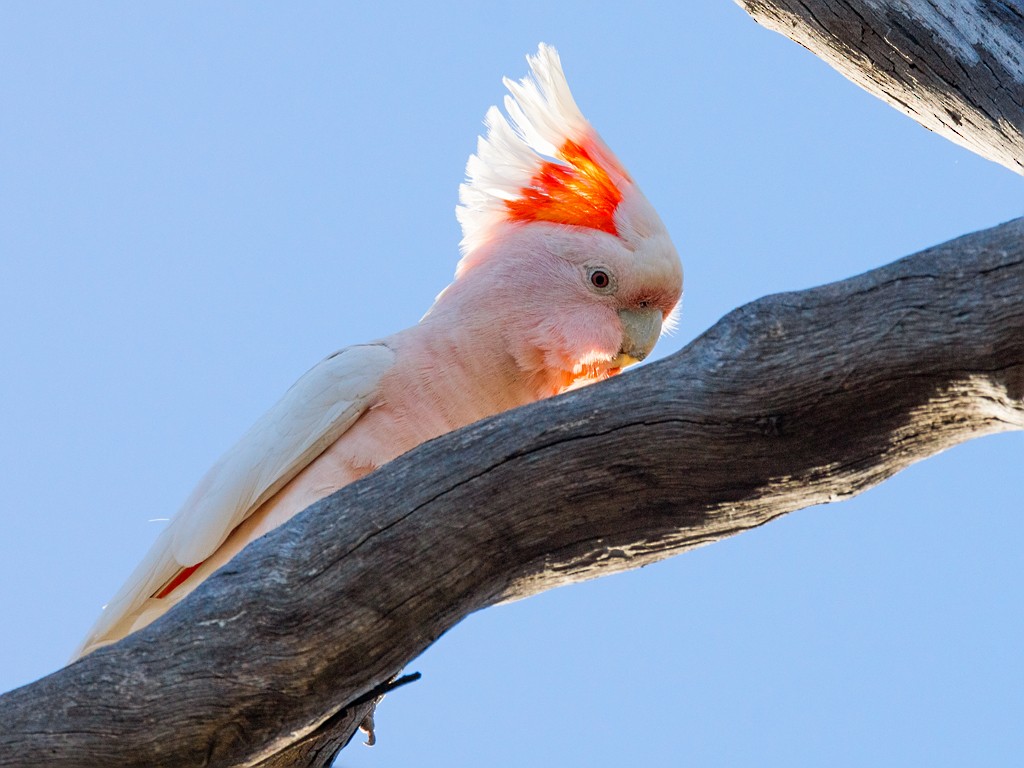 Pink Cockatoo - David and Kathy Cook
