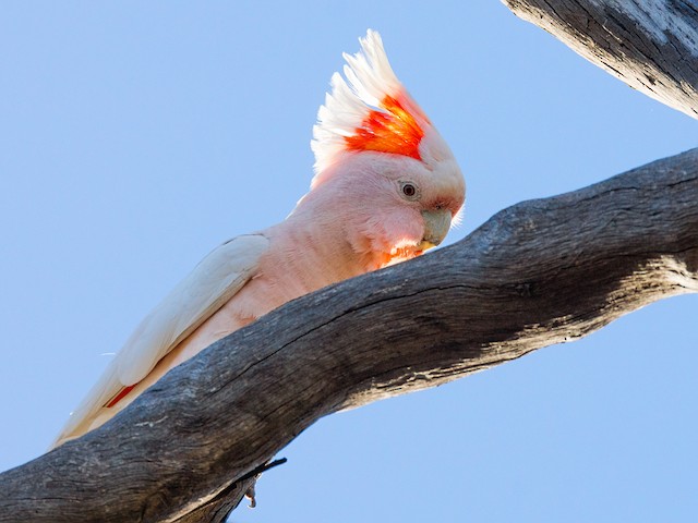 Pink Cockatoo - Parrot Health Diet Personality Intelligence And Care