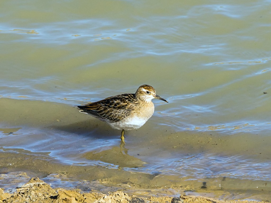 Sharp-tailed Sandpiper - David and Kathy Cook