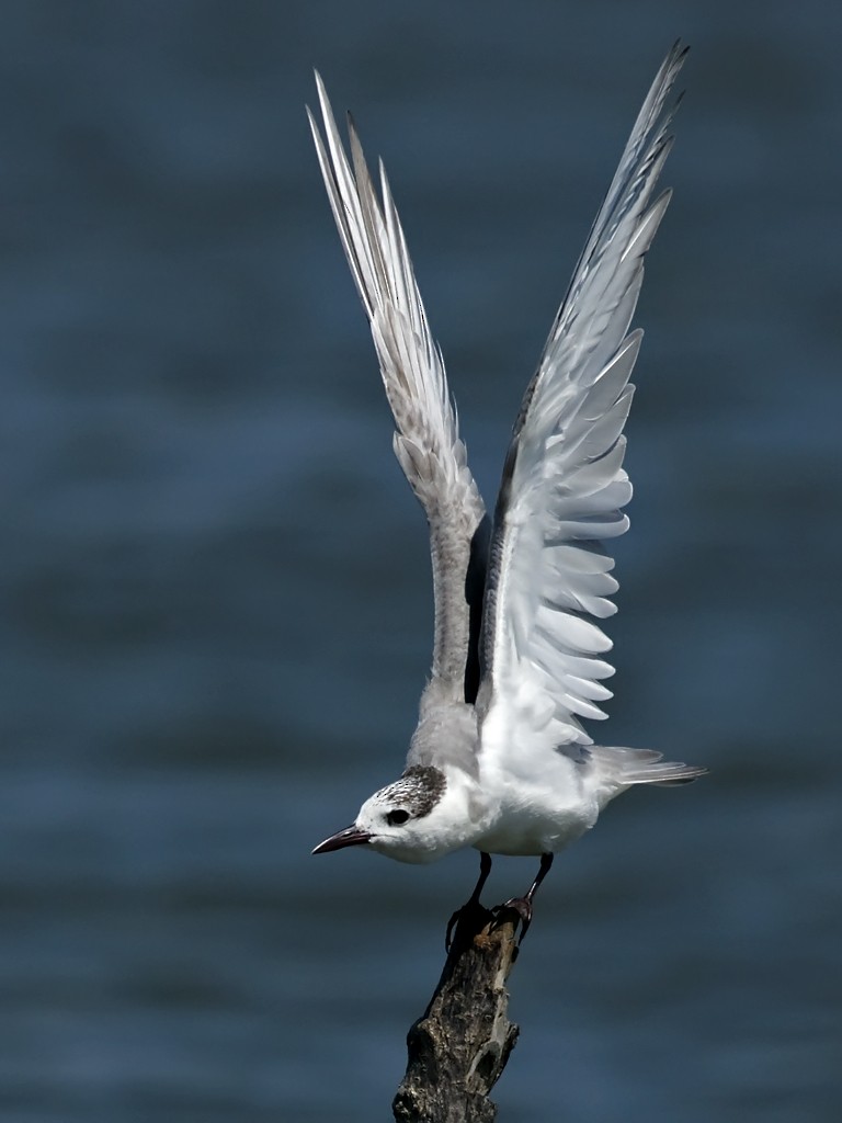 Whiskered Tern - David and Kathy Cook