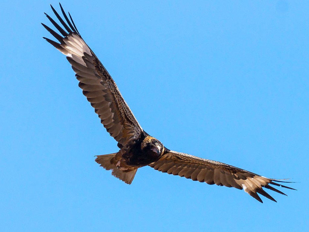 Black-breasted Kite - ML205733061