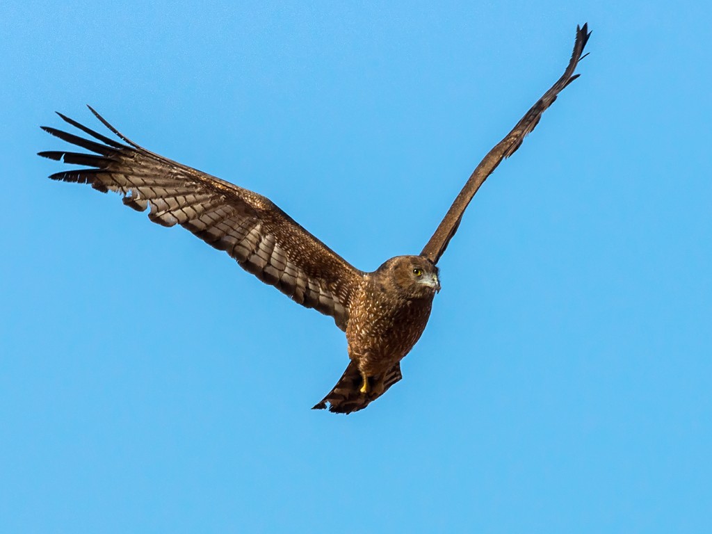 Spotted Harrier - David and Kathy Cook