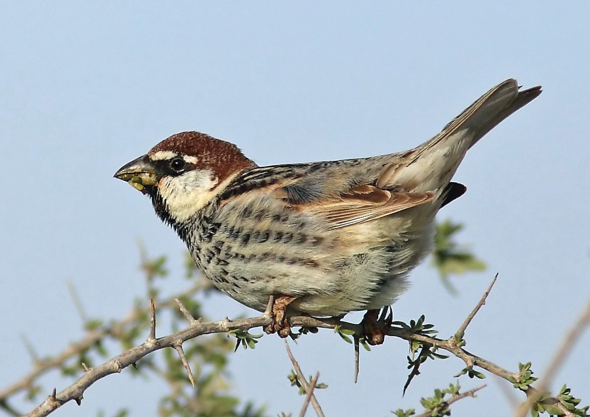 Spanish Sparrow - John Thompson
