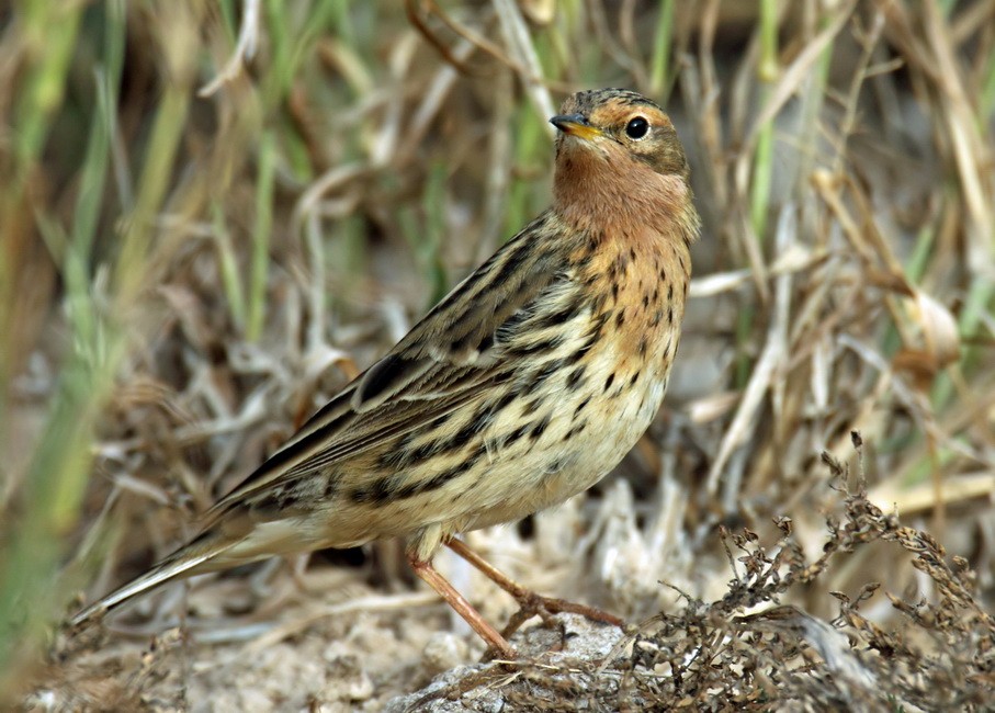 Red-throated Pipit - John Thompson