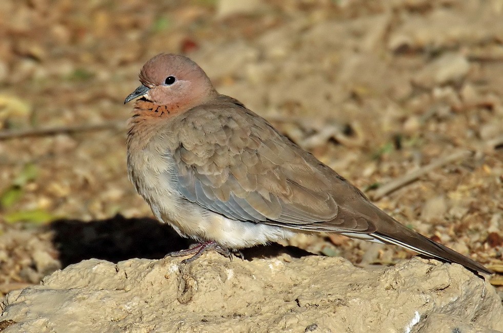 Laughing Dove - ML205733851