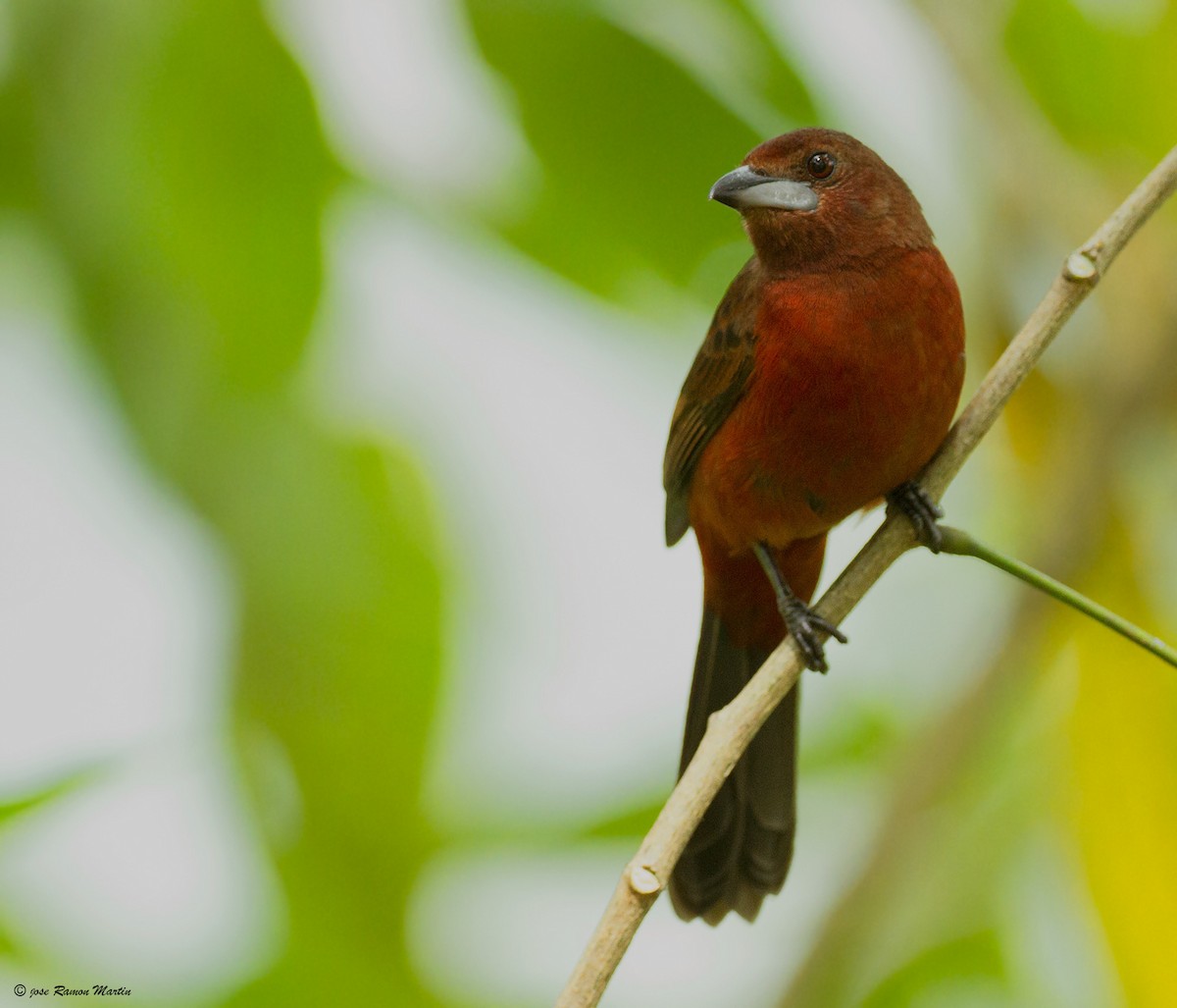 Silver-beaked Tanager - ML205734101