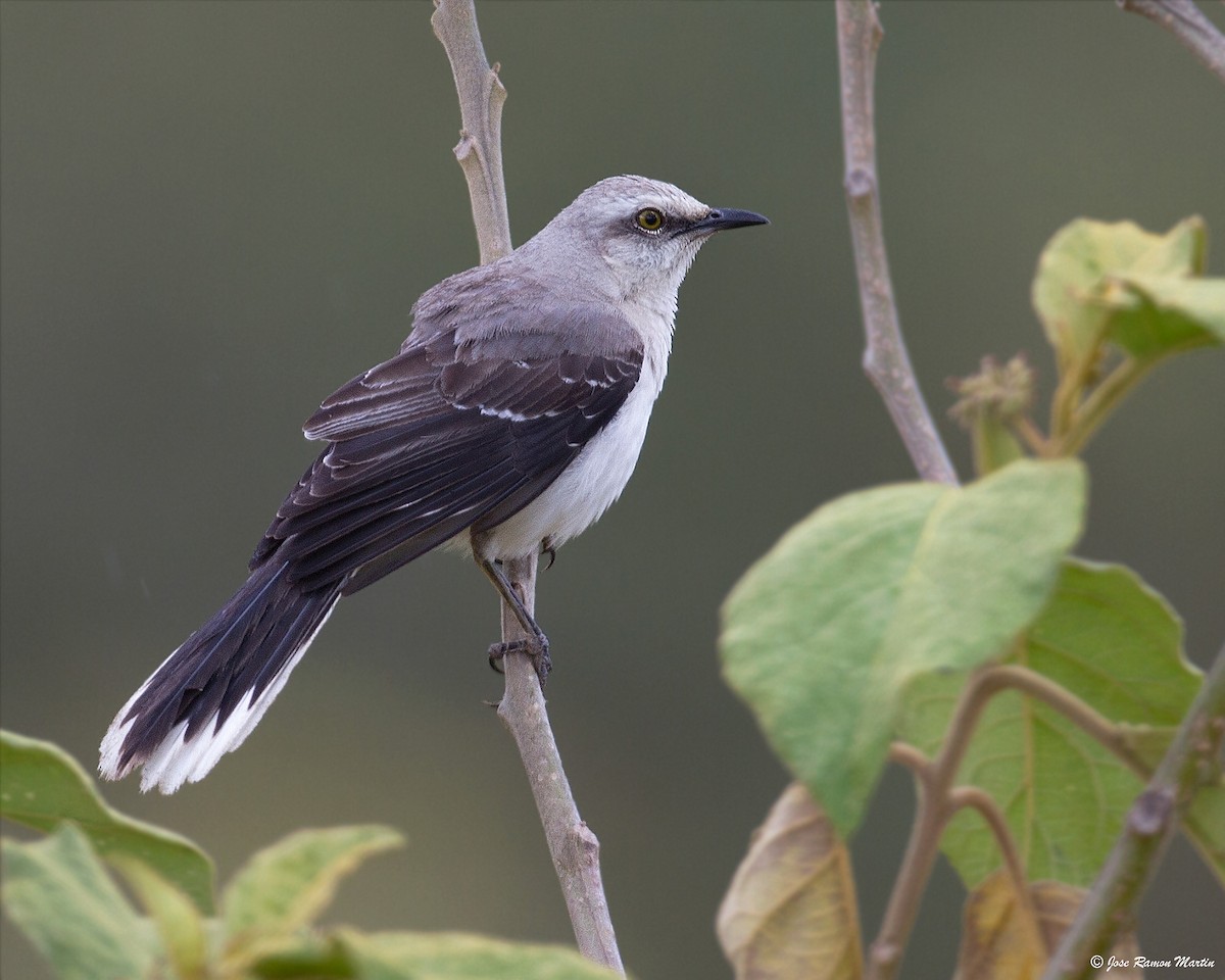 Tropical Mockingbird (Southern) - José Martín
