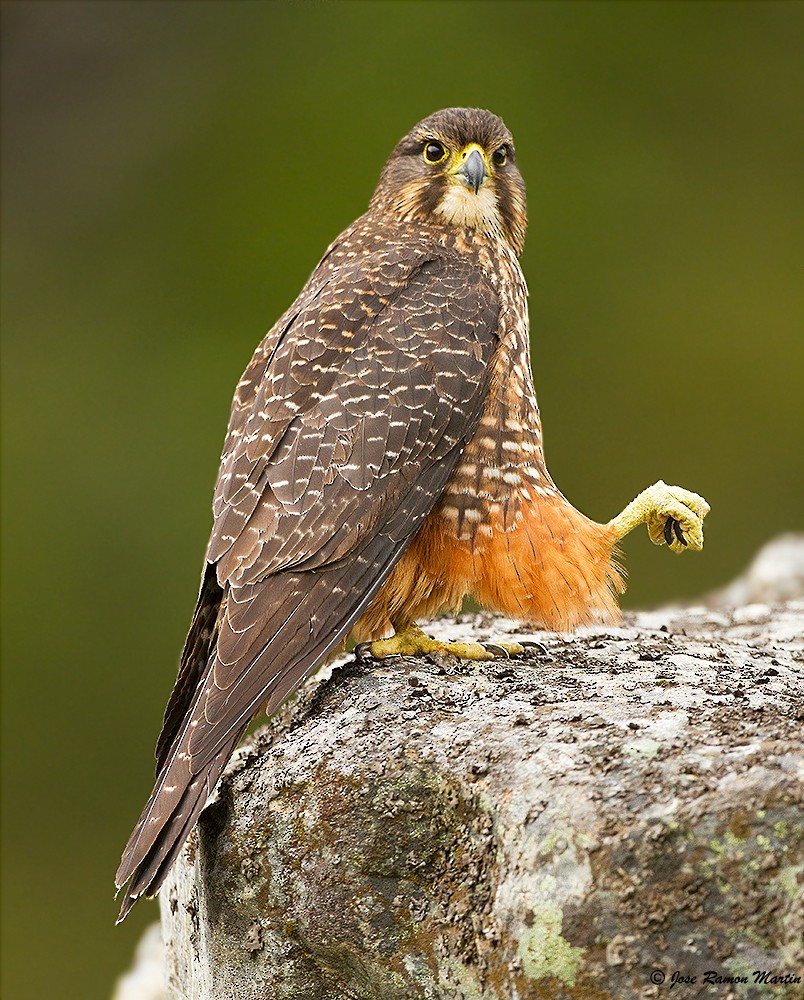 New Zealand Falcon - José Martín
