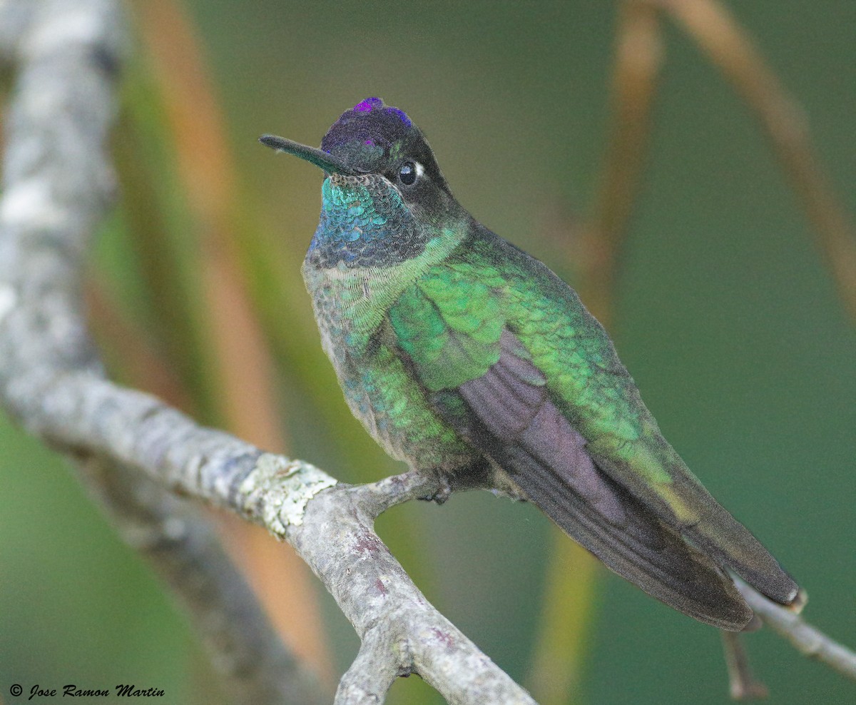 Talamanca Hummingbird - José Martín