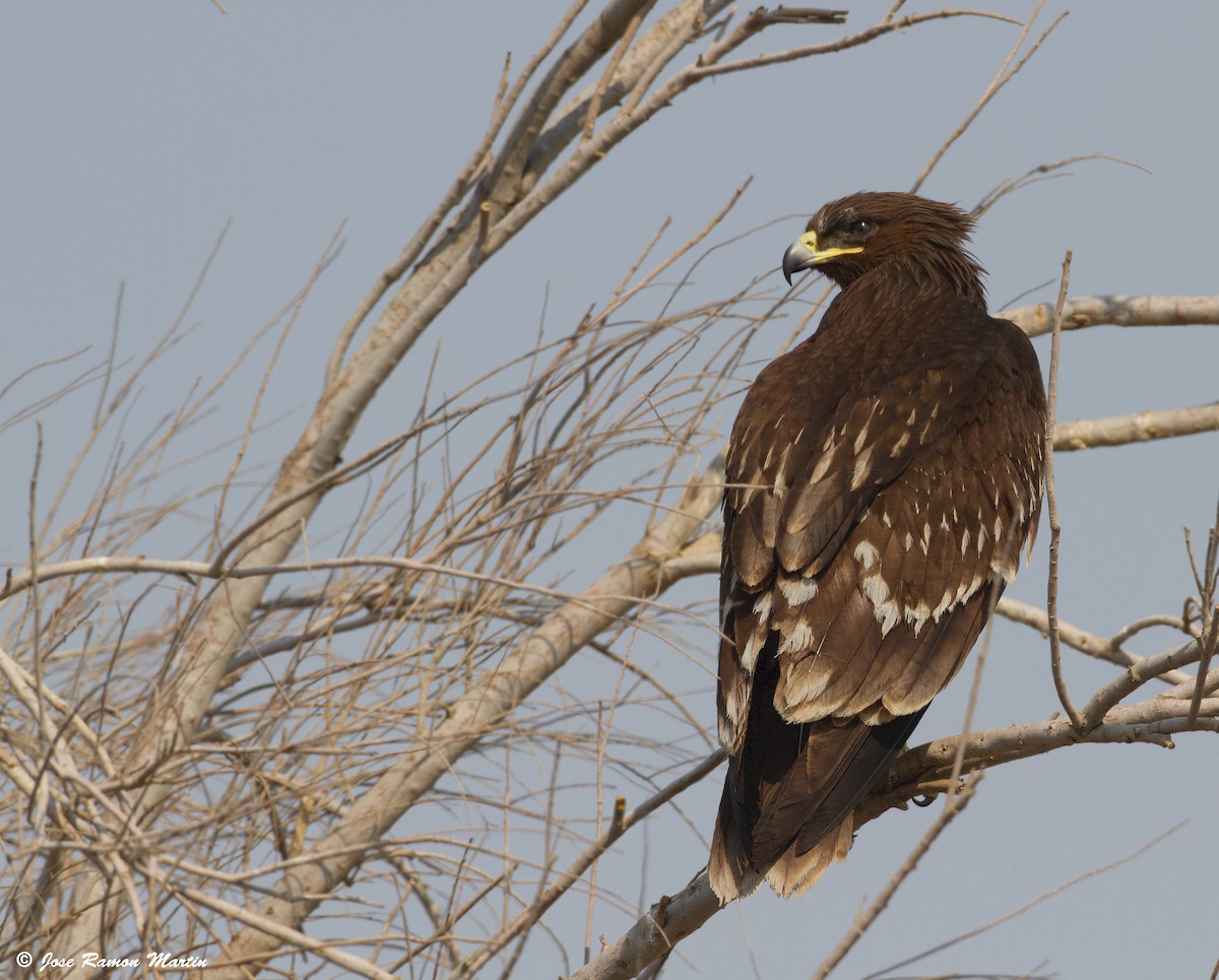 Greater Spotted Eagle - José Martín