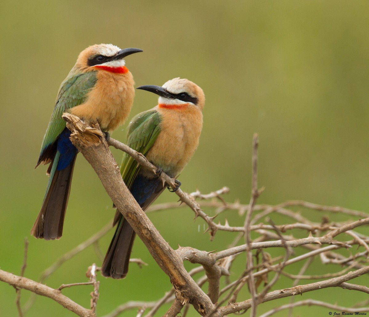 White-fronted Bee-eater - José Martín