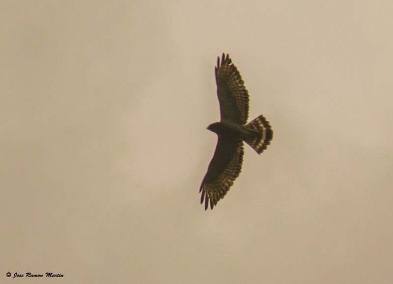 Broad-winged Hawk (Northern) - José Martín