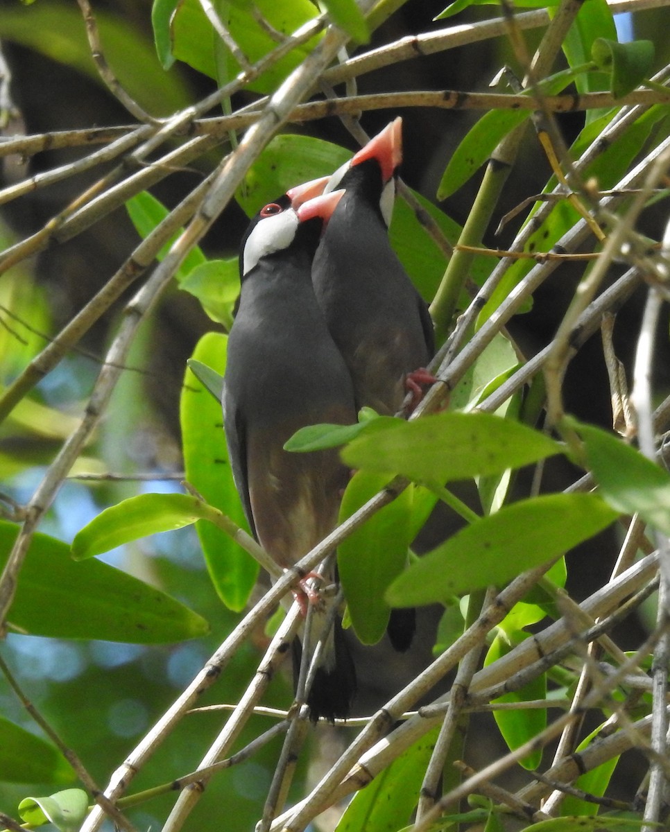 Java Sparrow - Pramana Yuda