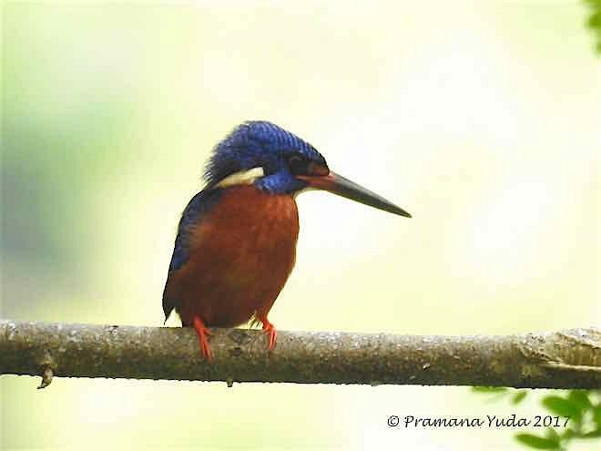 Blue-eared Kingfisher - Pramana Yuda