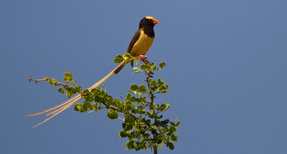 Straw-tailed Whydah - ML205734711