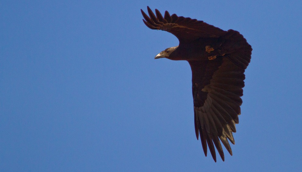 Fan-tailed Raven - Morten Venas