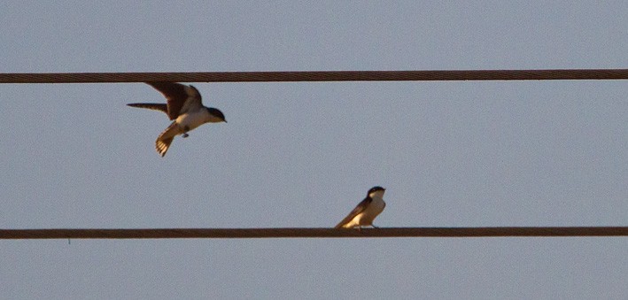 White-tailed Swallow - Morten Venas
