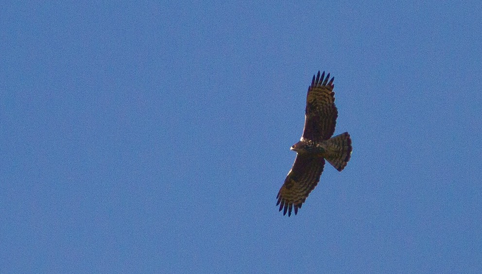 Ayres's Hawk-Eagle - ML205734921