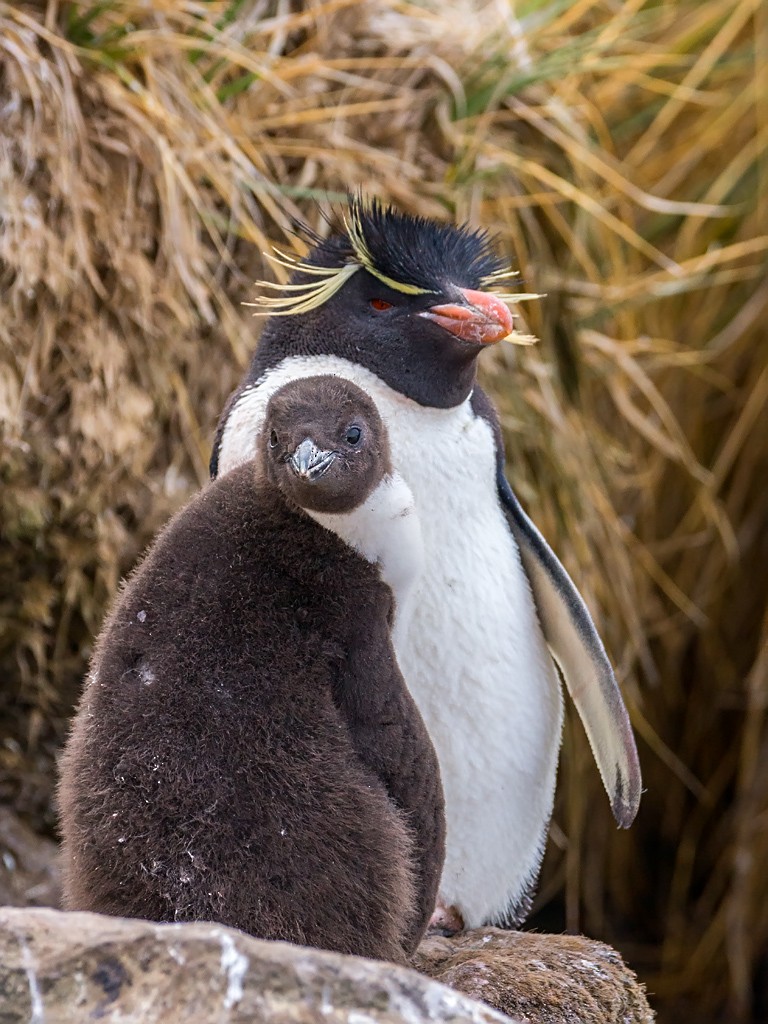 Southern Rockhopper Penguin (Western) - David and Kathy Cook