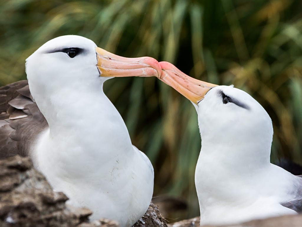 Black-browed Albatross (Black-browed) - David and Kathy Cook