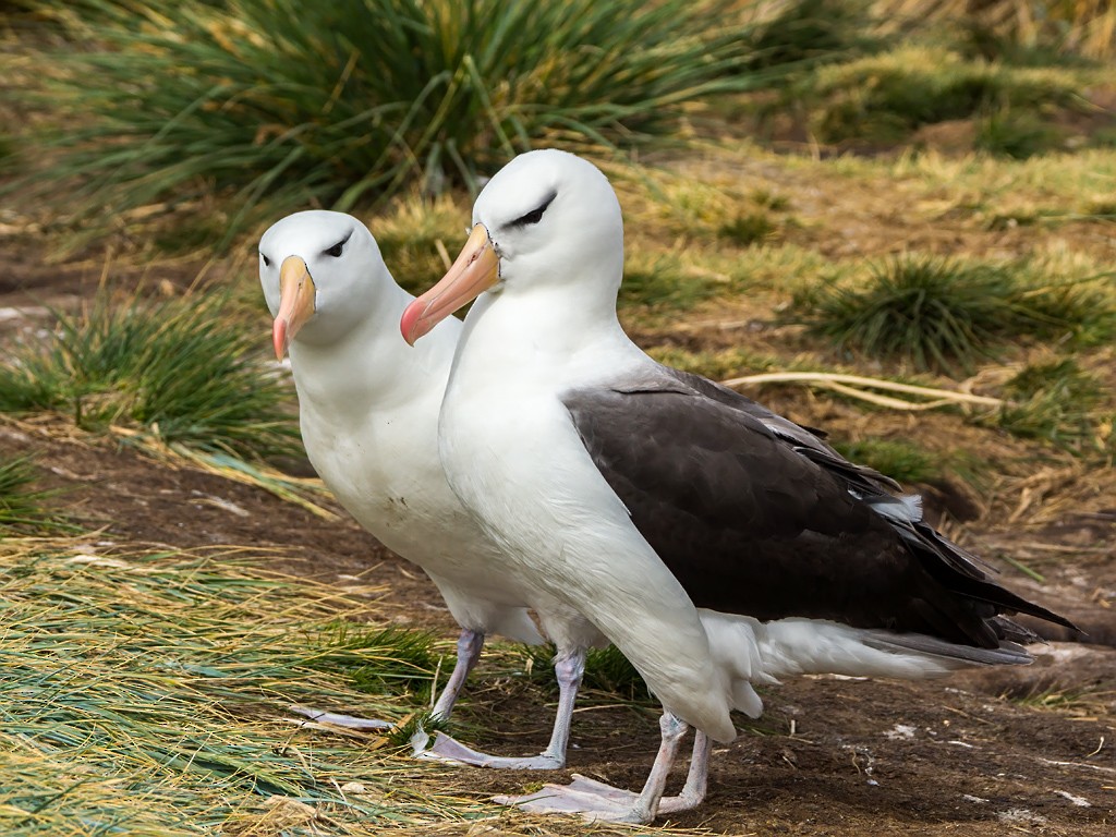 Black-browed Albatross (Black-browed) - David and Kathy Cook