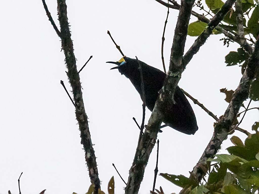 Short-tailed Paradigalla - David and Kathy Cook