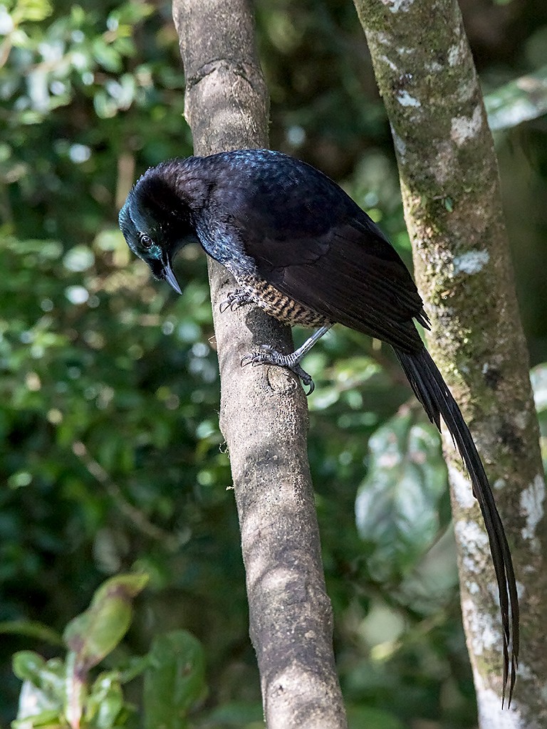 Ribbon-tailed Astrapia - David and Kathy Cook