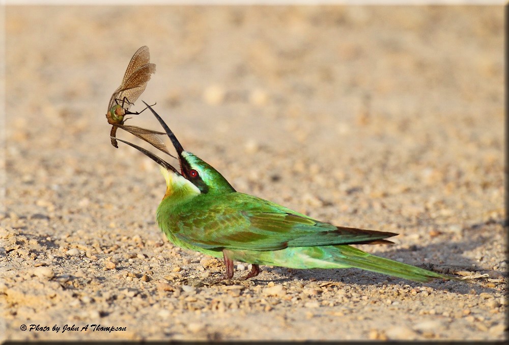 Blue-cheeked Bee-eater - John Thompson