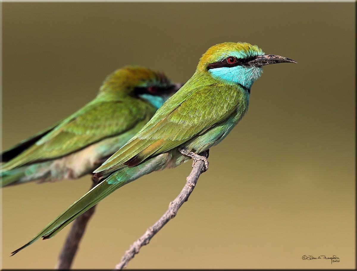 Arabian Green Bee-eater - John Thompson