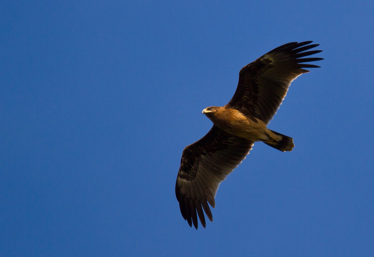 Greater Spotted Eagle - Morten Venas