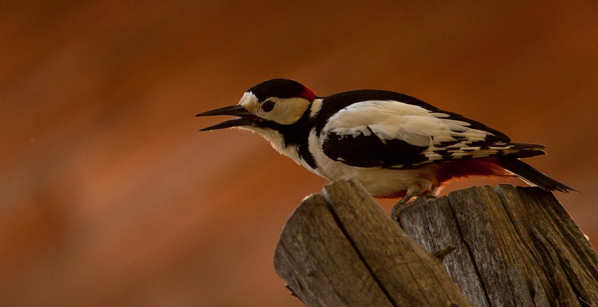 White-winged Woodpecker - Morten Venas