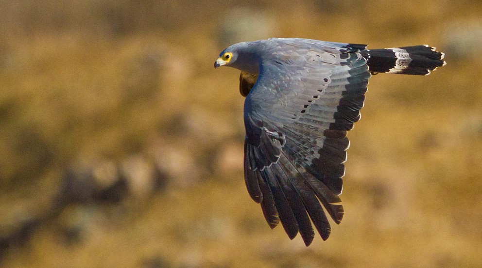 African Harrier-Hawk - Morten Venas