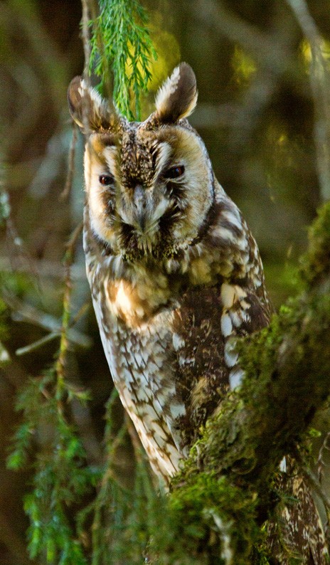 Abyssinian Owl - ML205736991