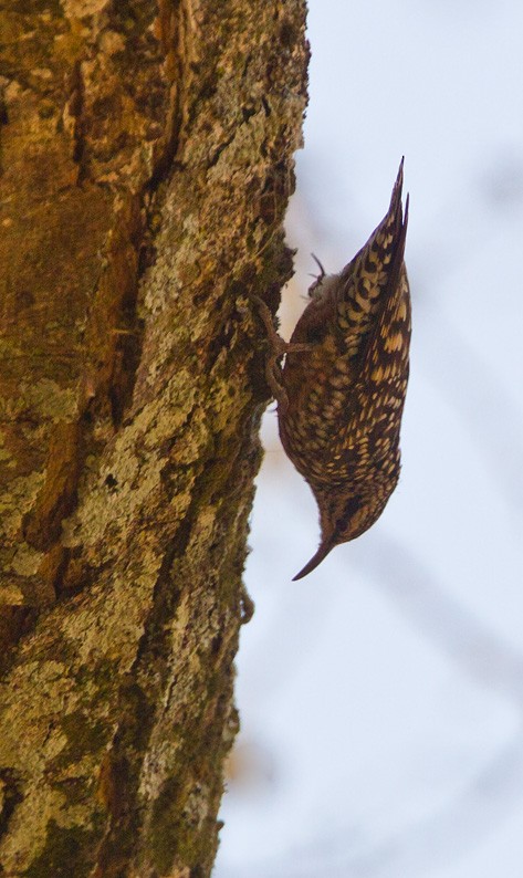 African Spotted Creeper - ML205737051