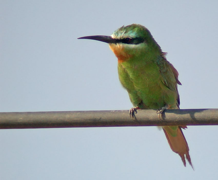 Blue-cheeked Bee-eater - Morten Venas