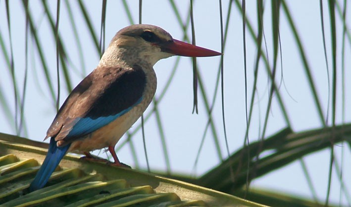 Gray-headed Kingfisher - Morten Venas