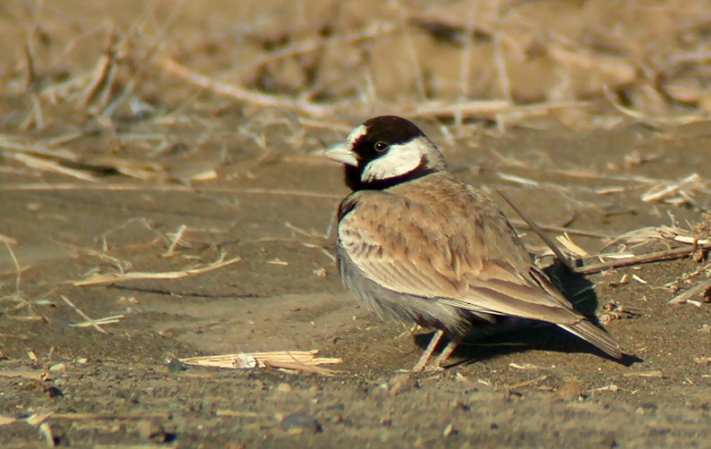 Black-crowned Sparrow-Lark - Morten Venas