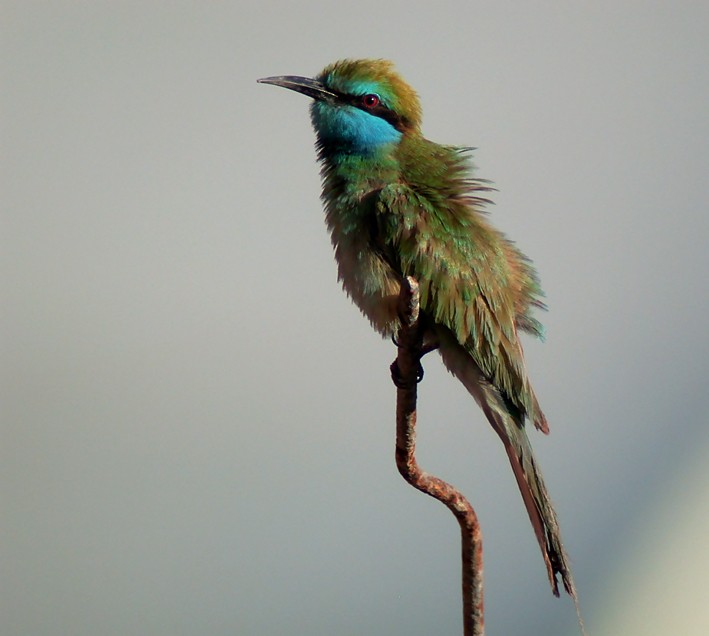 Arabian Green Bee-eater - Morten Venas