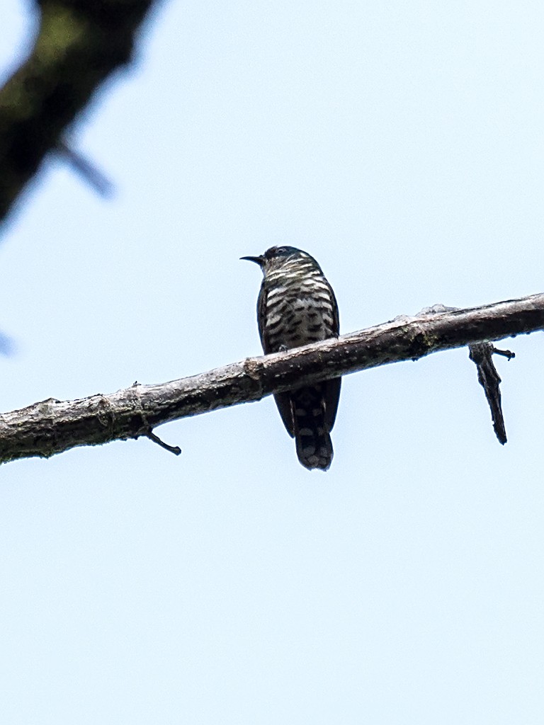 White-eared Bronze-Cuckoo - ML205737591