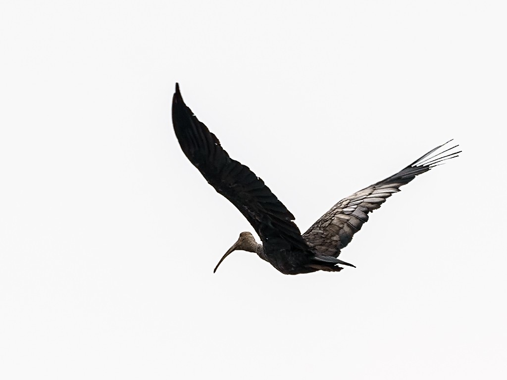 ibis obrovský - ML205737971
