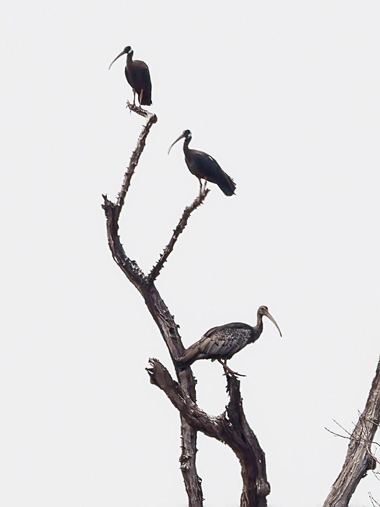 ibis obrovský - ML205738091