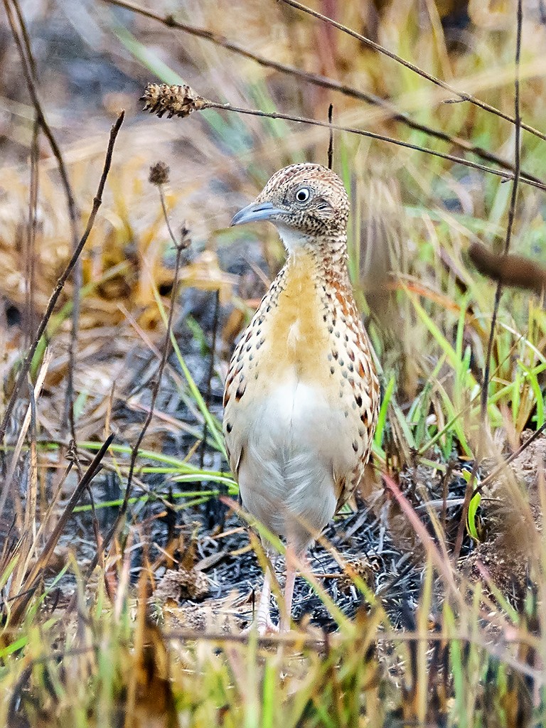 Small Buttonquail - David and Kathy Cook